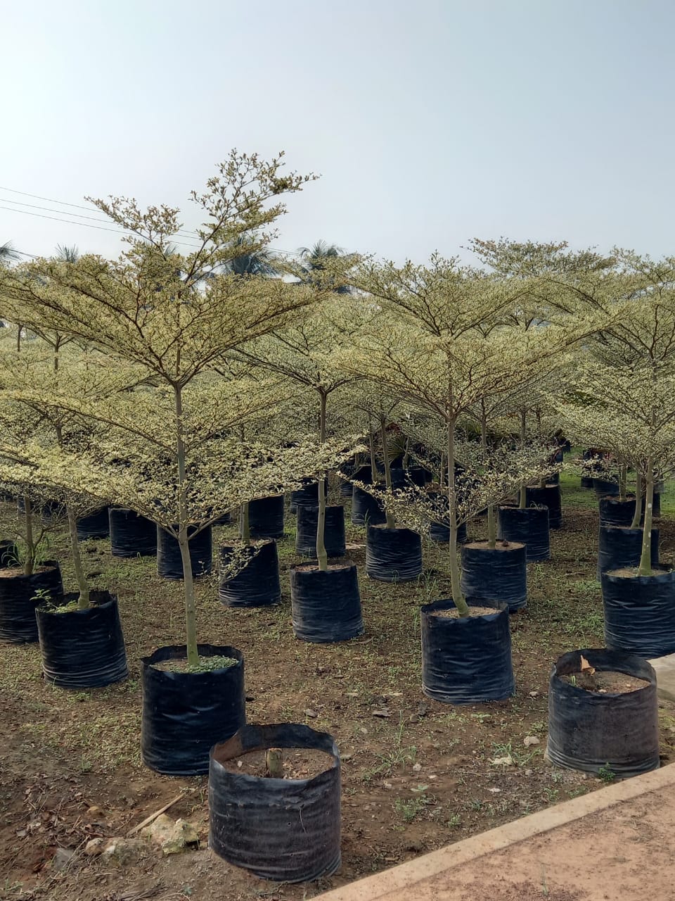 Best Kadiyam Nursery Call 6309717556, Kadiyam Nursery /kadiyam Online